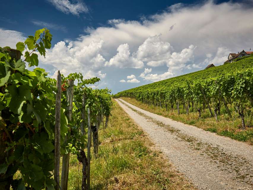 «Der Praktikant» zu Besuch auf dem Weinweg Weinfelden