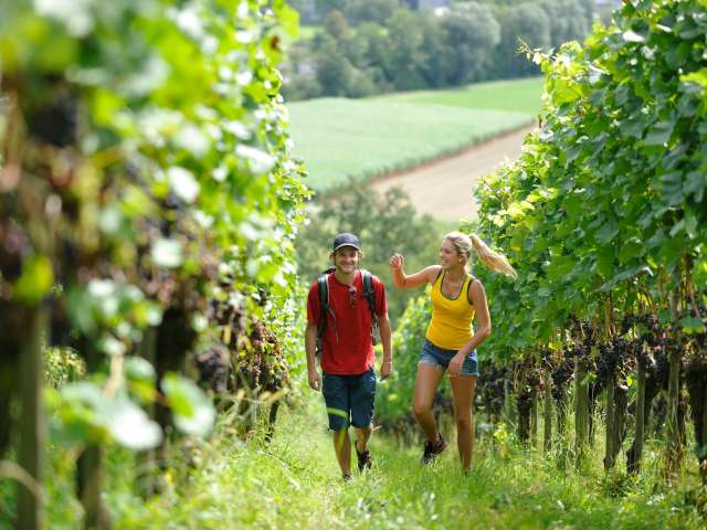 Weinweg Weinfelden